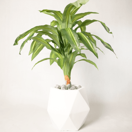 Dracaena artificiel en pot géométrique blanc – Plante déco intérieure élégante