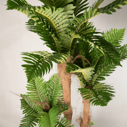 Palmiers exotiques 3 troncs