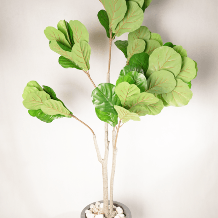 Fiddle Leaf Fig (Figuier lyre) en pot rond gris avec galets – 170 cm