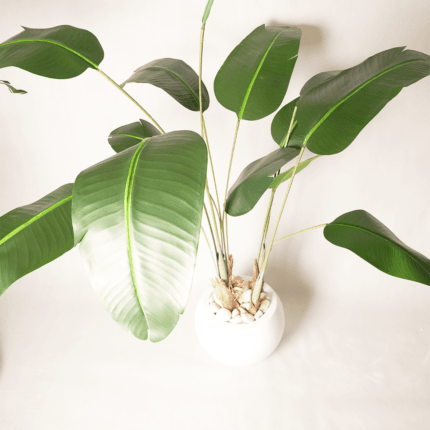 Strelitzia realistic en pot rond blanc avec galets – 160 cm