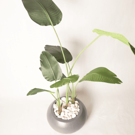 Strelitzia en pot rond gris avec galets blancs – 160 cm