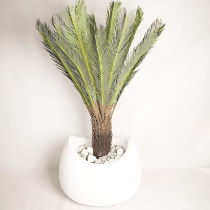Cycas Revoluta grande taille en pot design blanc